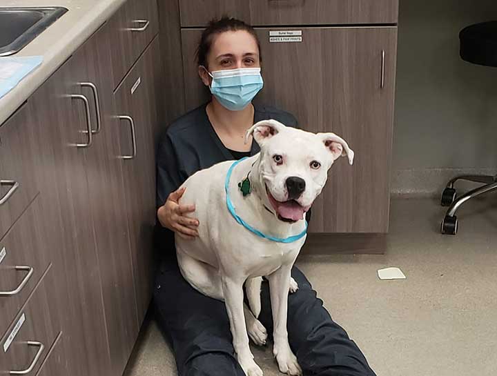 Preventive Care for Dogs